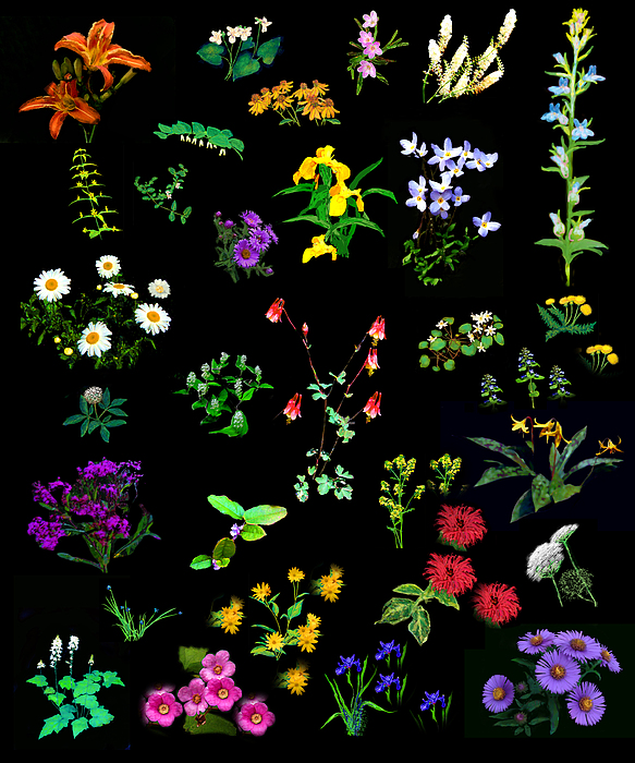 Wildflower Quilt by Diana Ludwig Wildflower Quilt by Diana Ludwig